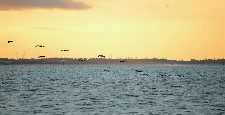 Charleston Waterfowl